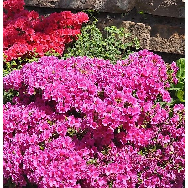 Japanische Azalee Multiflorum Rosa 20-25cm - Rhododendron obtusum günstig online kaufen