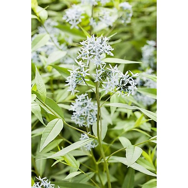 Amsonia Tabernaemontana Blausternbusch Ca. 9x9 cm Topf günstig online kaufen