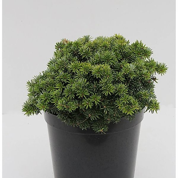 Zwerg Balsam Tanne Kiwi 15-20cm - Abies balsamea günstig online kaufen