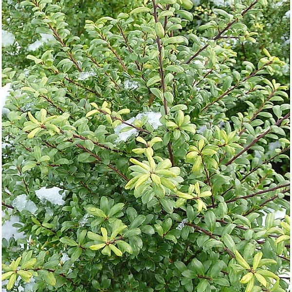 Japanische Stechpalme Ellipta Convex 20-25cm - ilex crenata günstig online kaufen