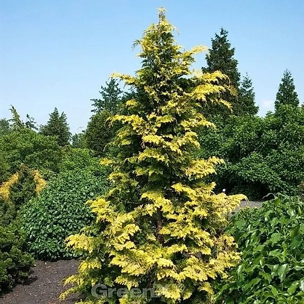 Hinoki Scheinzypresse Crippsii 80-100cm - Chamaecyparis obtusa günstig online kaufen