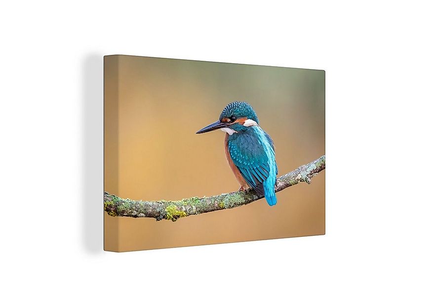 OneMillionCanvasses® Leinwandbild Vogel - Eisvogel - Tiere - Zweig, Fotodru günstig online kaufen