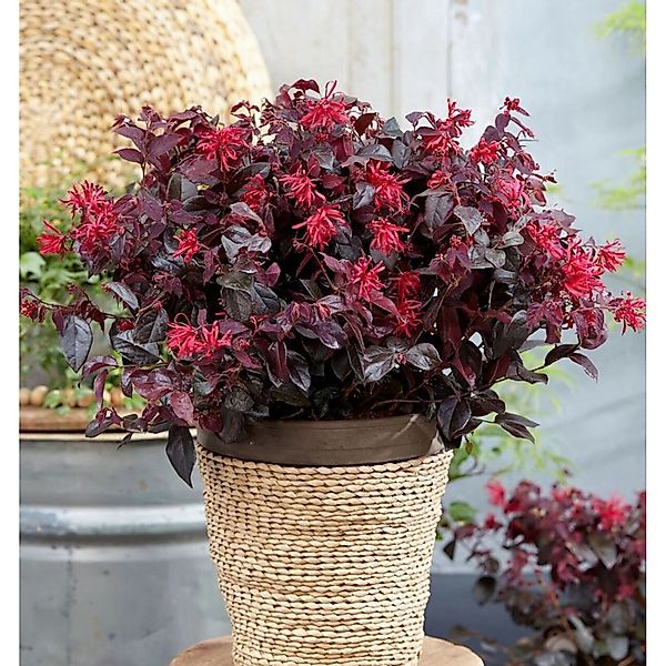 Riemenblüte Daybreaks Flame 40-60cm - Loropetalum chinense günstig online kaufen