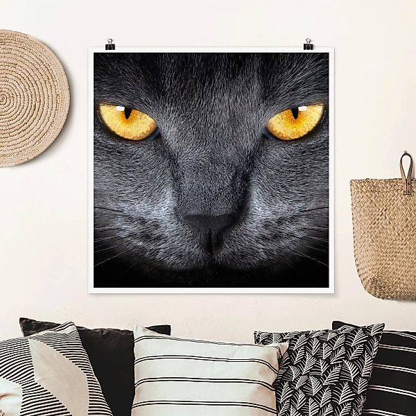 Poster Tiere - Quadrat Cats Gaze günstig online kaufen