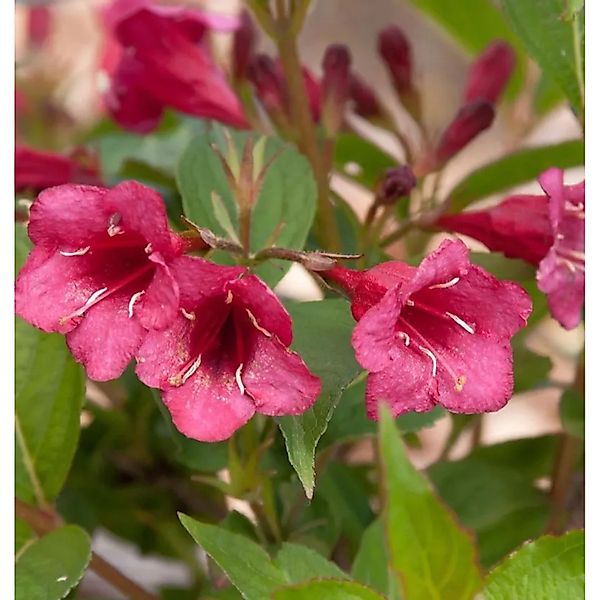 Weigelie Bristol Ruby 30-40cm - Weigela günstig online kaufen
