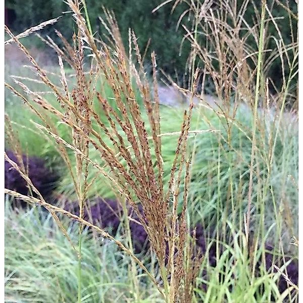 Taiwanesisches Schilf - Miscanthus transmorrisonensis günstig online kaufen