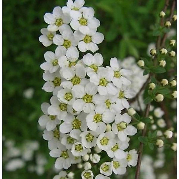 Brautspiere 100-125cm - Spiraea arguta günstig online kaufen