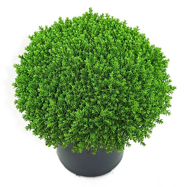 Helix Strauchveronika Green Globe Dunkelgrün Höhe ca. 15 cm Hebe x anderson günstig online kaufen