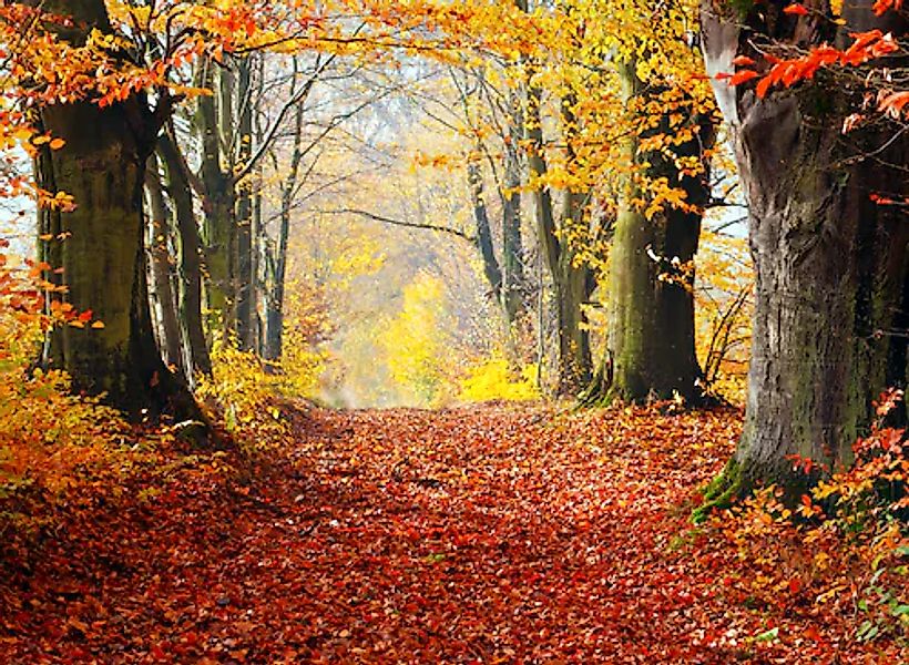 Papermoon Fototapete »Autumn Forest Path« glatt günstig online kaufen