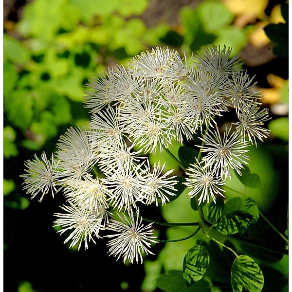 Weiße Akeleiblättrige Wiesenraute - Thalictrum aquilegifolium günstig online kaufen