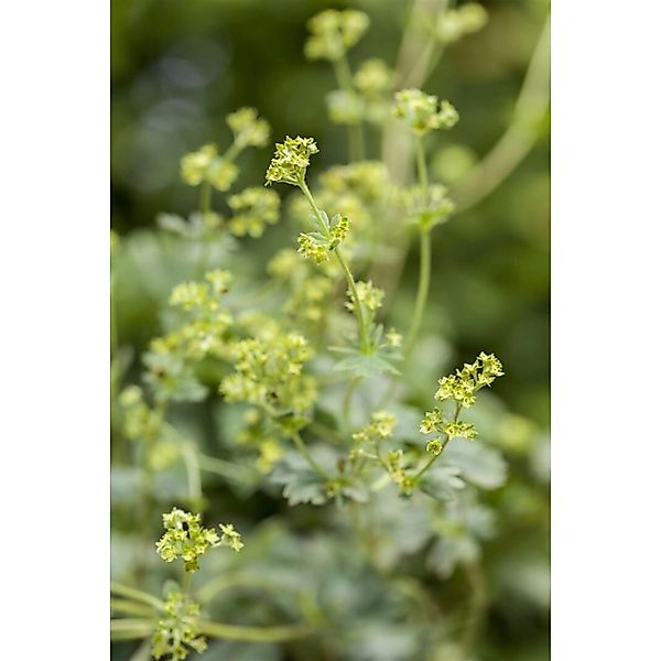Alchemilla Erythropoda Rotstieliger Frauenmantel Ca. 9x9 cm Topf günstig online kaufen