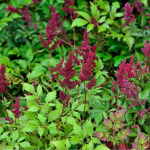 Prachtspiere Etna - Astilbe japonica günstig online kaufen