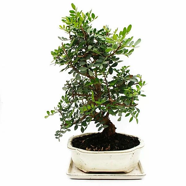 Exotenherz Bonsai Pistacia Lentiscus Mastixtrauch Wilde Pistazie ca. 10 Jah günstig online kaufen