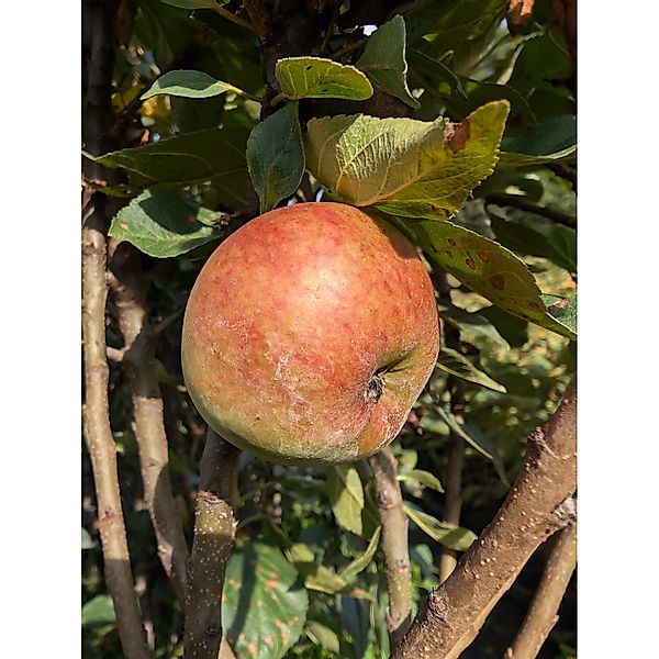 Zwergapfel Pidi (s) 70 - 90 cm Malus domestica günstig online kaufen