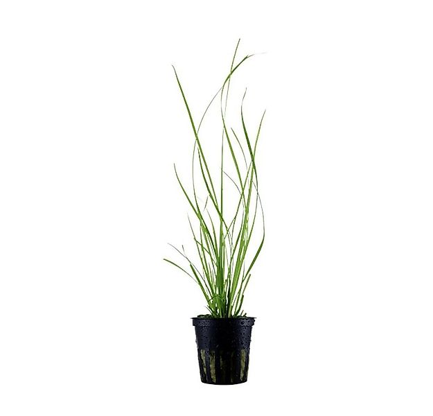 Aquaone Wasserpflanze Aquarium Pflanze Cyperus helferi Nr.333A günstig online kaufen