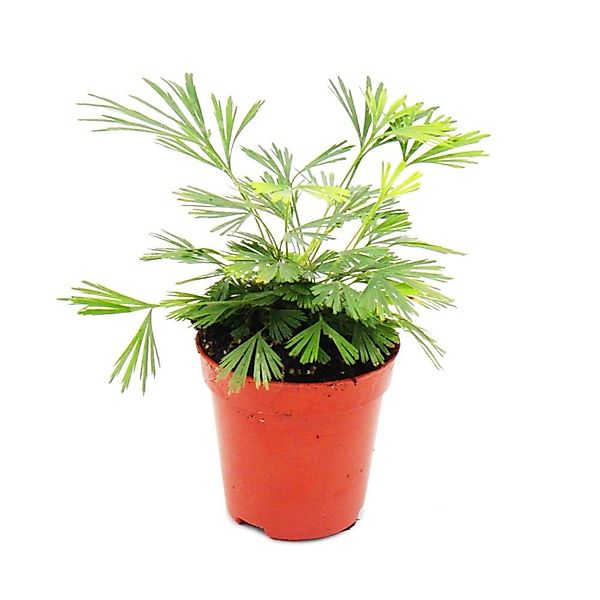 Exotenherz Minipflanze Actiniopteris Australis Palmwedelfarn Ideal für Klei günstig online kaufen