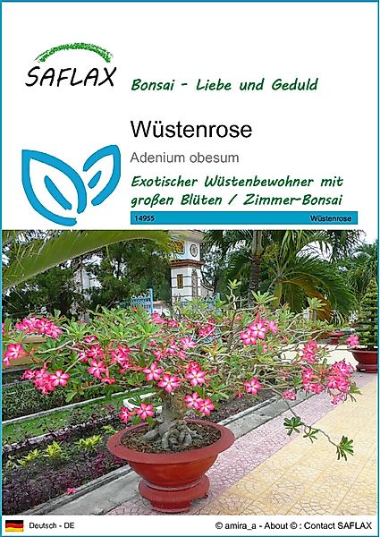 SAFLAX Blumensamen SAFLAX - Samen - günstig online kaufen