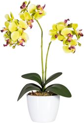 Kunstpflanze Phalaenopsis Orchidee, Creativ green, Höhe günstig online kaufen