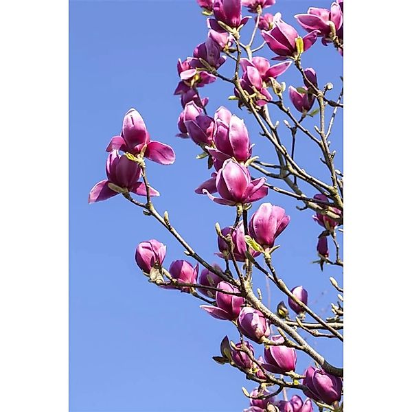 Magnolia Liliiflora Tulpenmagnolie 40-60 cm günstig online kaufen