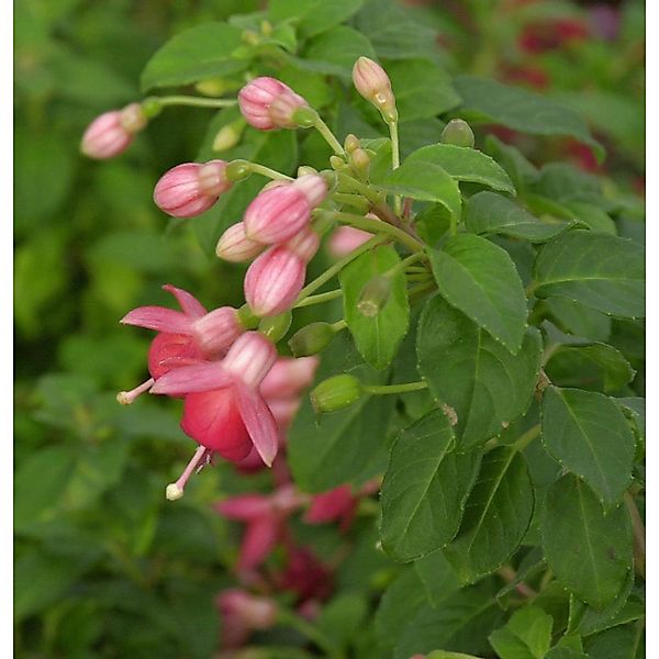 Fuchsie Galadriel - Fuchsia magellanica günstig online kaufen