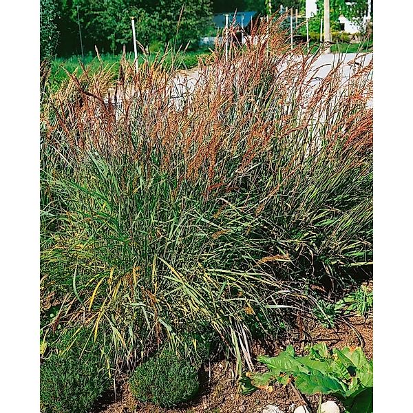 Sorghastrum Nutans Indianergras Ca. 9x9 cm Topf Zierlich günstig online kaufen