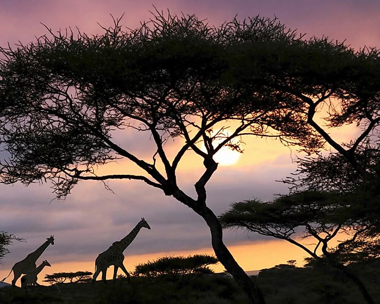 Fototapete "Giraffen" 3,00x2,50 m / Glattvlies Perlmutt günstig online kaufen