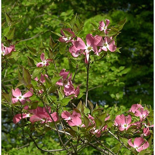 Amerikanischer Blumen Hartriegel Cherokee Brave 100-125cm - Cornus florida günstig online kaufen