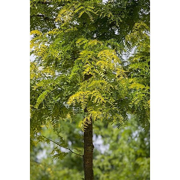 Gleditsia Triacanthos Sunburst Gold-Gleditschie 100–125 cm günstig online kaufen
