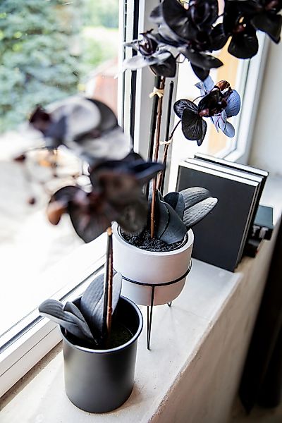 Bruno Banani Kunstorchidee "Orchidee Phalaenopsis", mit real-touch-Blüten günstig online kaufen