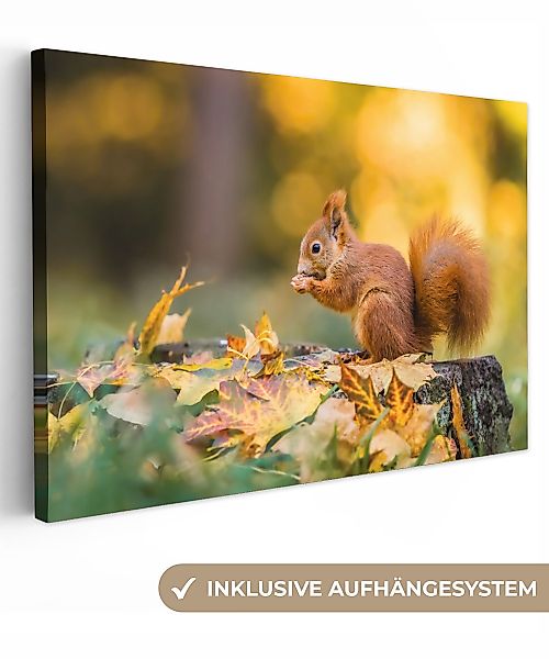 OneMillionCanvasses® Leinwandbild Eichhörnchen - Herbst - günstig online kaufen