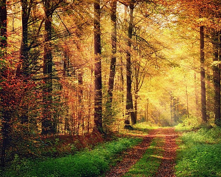 Fototapete "Waldweg Herbst" 4,00x2,50 m / Strukturvlies Klassik günstig online kaufen