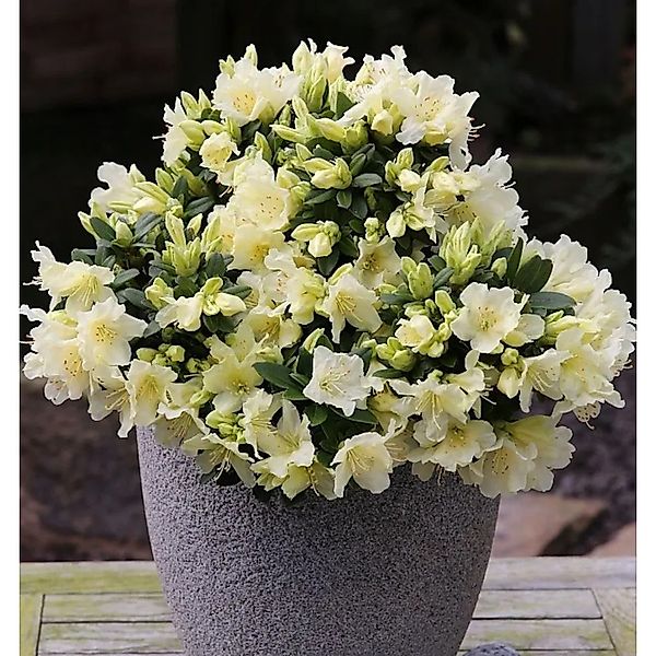 Zwerg Wild Alpenrose Patty Bee 15-20cm - Rhododendron keiskei günstig online kaufen