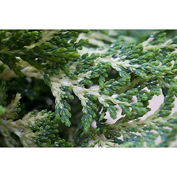 Chamaecyparis lawsoniana 'Sunkist' 25-30 cm günstig online kaufen