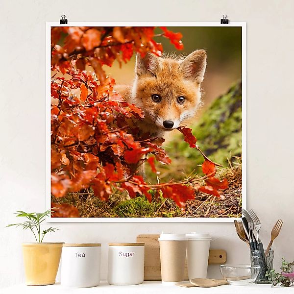 Poster Tiere - Quadrat Fuchs im Herbst günstig online kaufen