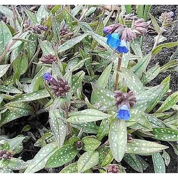 Lungenkraut Blauer Hügel - Pulmonaria,ongifolia günstig online kaufen