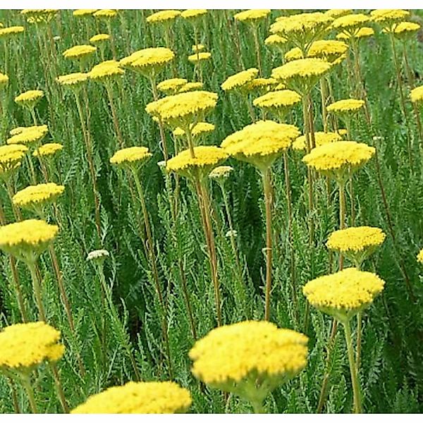 Goldschafgarbe Parker - Achillea filipendulina günstig online kaufen