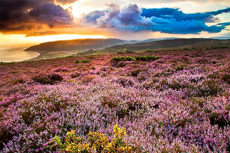 Papermoon Fototapete »Blumenwiese« günstig online kaufen