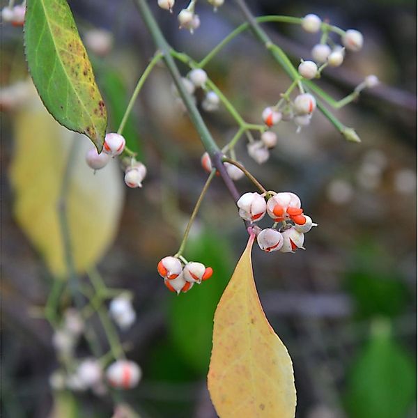 Kriechspindel Vegetus 40-60cm - Euonymus fortunei günstig online kaufen