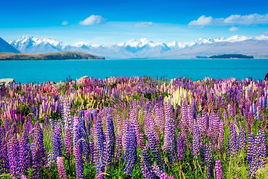 Papermoon Fototapete »Montain Lake with Flowers« günstig online kaufen