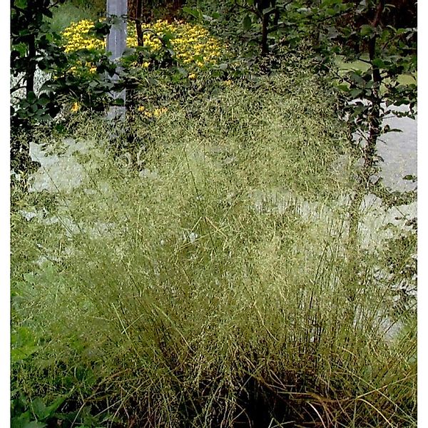 Waldschmiele Palava - Deschampsia cespitosa günstig online kaufen