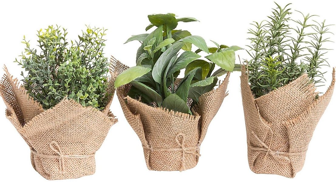Künstliche Zimmerpflanze Kräuter Kräuter, Botanic-Haus, Höhe 20 cm günstig online kaufen