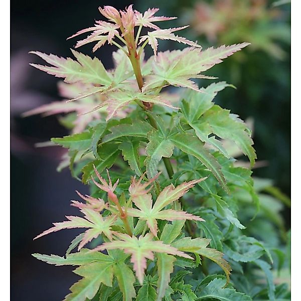 Fächerahorn Kotohime 30-40cm - Acer palmatum günstig online kaufen