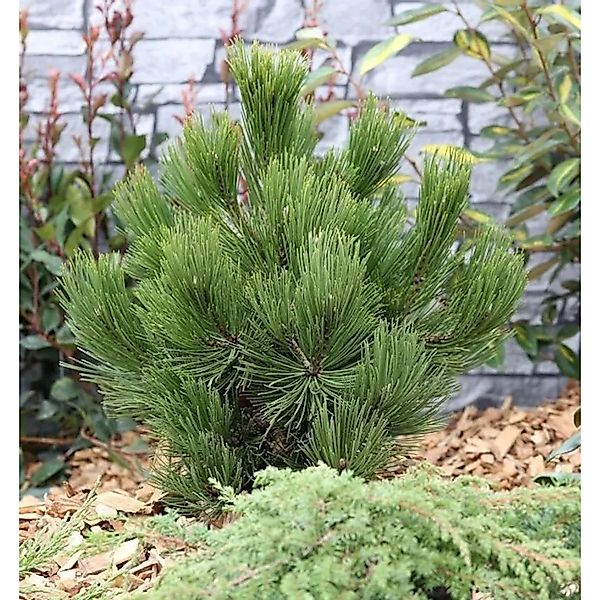 Schlangenhautkiefer Panzerkiefer Compacta 40-50cm - Pinus,eucodermis günstig online kaufen