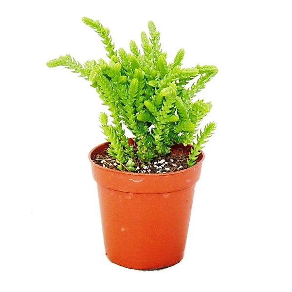 Exotenherz Kaktus Sukkulente - Crassula lycopodioides - Mäuseschwanz - im 5 günstig online kaufen