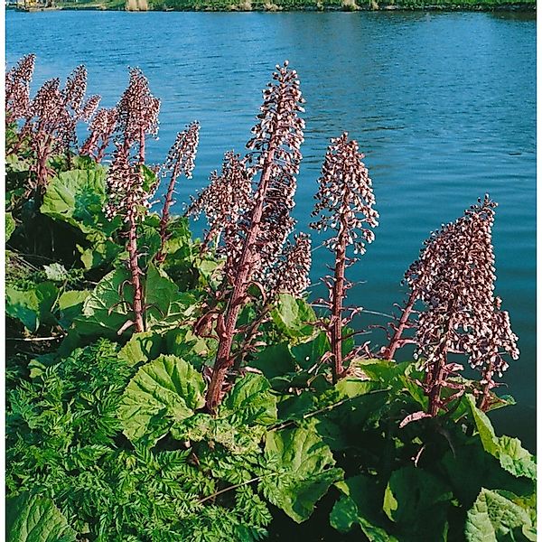 Petasites Hybridus Gewöhnliche Pestwurz Ca. 9x9 cm Topf günstig online kaufen