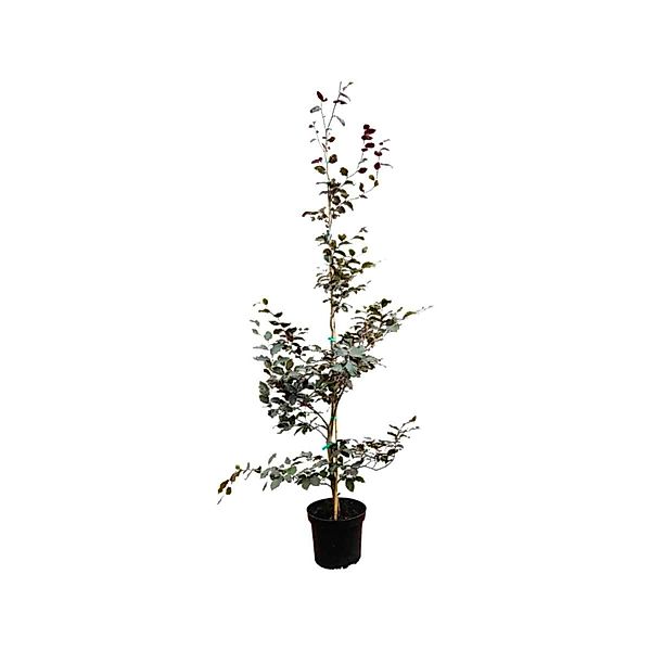 Fagus sylvatica 'Purpurea' 125-150 cm günstig online kaufen