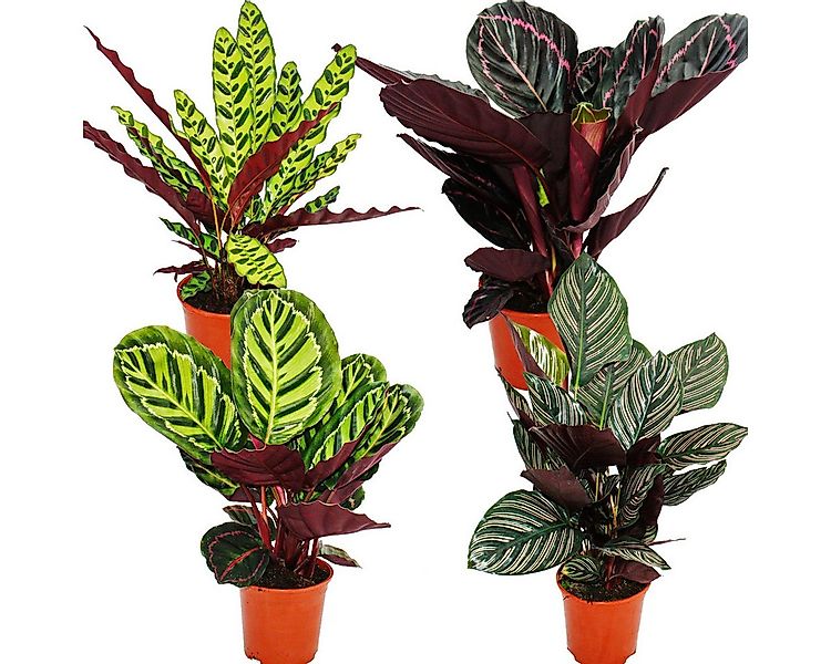 Exotenherz Zimmerpflanze Schattenpflanzen 4er Set ausgefall. Blattmuster Ca günstig online kaufen