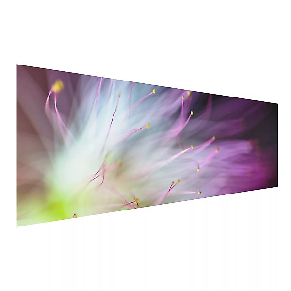 Alu-Dibond Bild Blumen - Panorama Blütenstaub günstig online kaufen