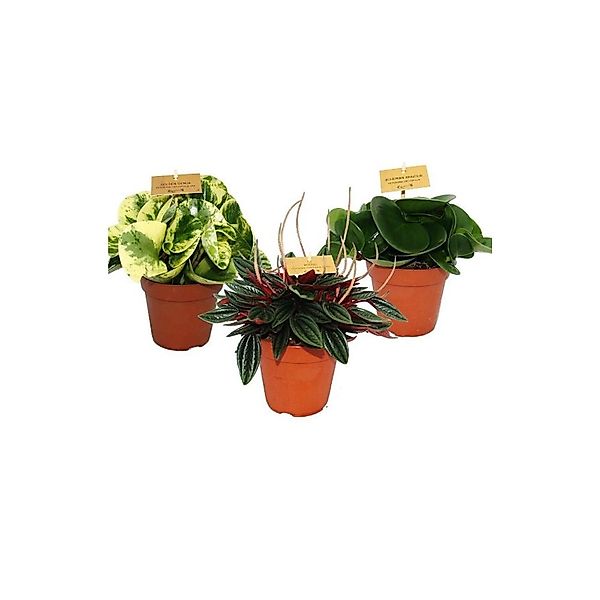 Exotenherz Zwergpfeffer-3Er Set Peperomia Eden-Mix 3 Pflanzen im 12cm Topf günstig online kaufen