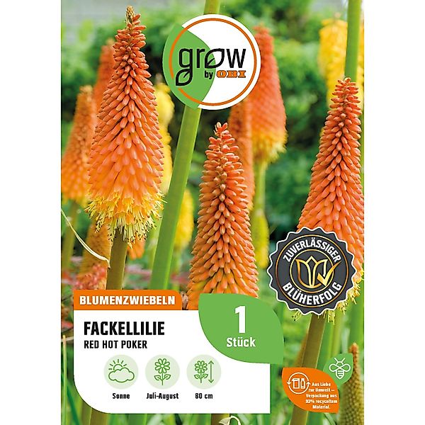 GROW by OBI Fackellilie Red Hot Poker Höhe ca. 80 cm Kniphofia uvaria günstig online kaufen